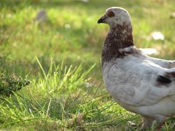 Dove Park Bird