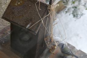Birds House blue tit Bird
