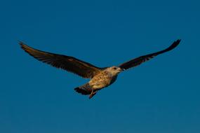 Seagull Sky Wing