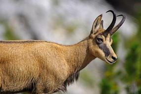 Chamois Capra Ibex Animal