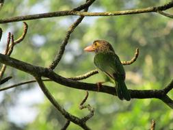 bird with a big beak on a tree