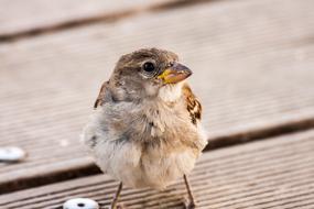 Wild Bird in Nature Portrait