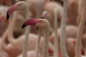 Flamingo Bird Zoo