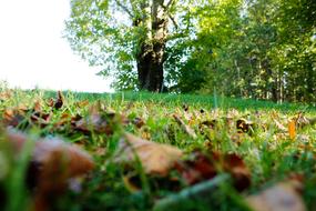 Brown Autumn Leaves fallen foliage