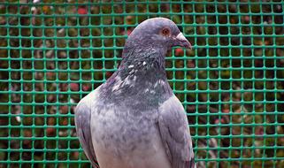 Dove Bird in cage