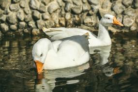 Animal Photography Duck