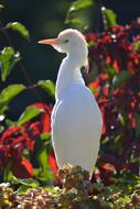 Africa Bird White Animal