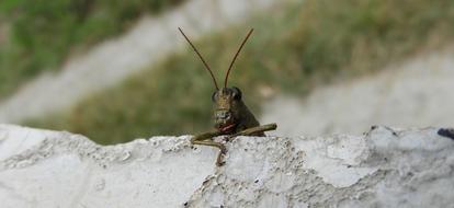 Insect Nature Cricket