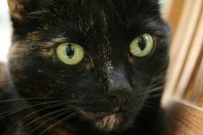 Cat Domestic macro blur
