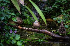 Duck Water Bird