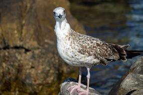 wild Seagull Bird Bill Closeup view