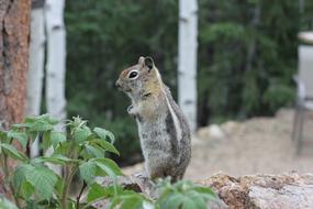 Chipmunk Cute Animal