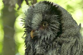 great gray wild owl