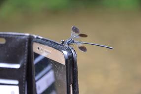 dragonfly sits on the phone