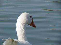 Goose White Bird