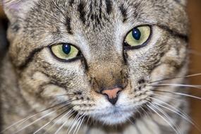 Cat Feline Domestic