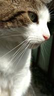 cute cat looking sideways