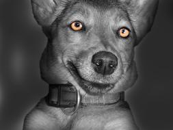Dog Face Black and white picture