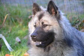furry Dog Animal