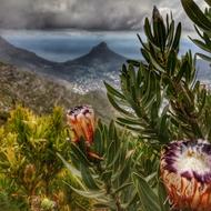 blooming protea on the ocean in Cape Town