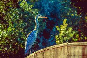Heron Bird Backlighting Water