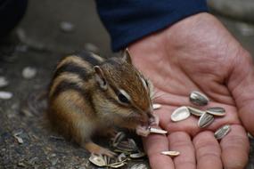 squirrel Chipmunk eating seeds