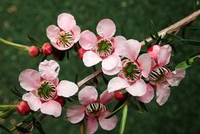 pink Flowers Tea Tree