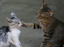 two funny cats