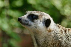 looking up meerkat