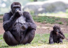 Gorilla Mother Child