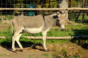donkey Animal Mammal on farm