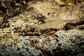 funny lizard on the rocks