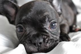 Puppy Dog Nice