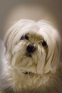 Maja Maltese Dog