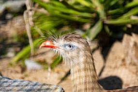 Cariama Bird Animal