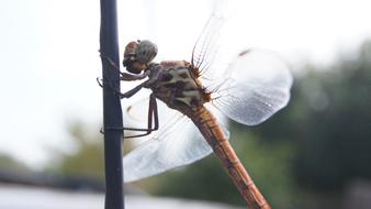 Insect Dragonfly Nature