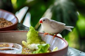 white bird eating off a plate