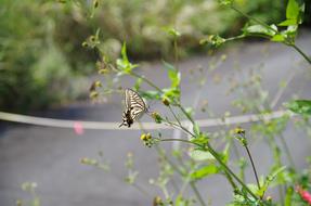 Swallowtail Butterfly in nature