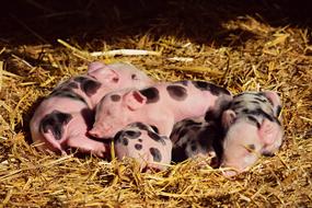 Piglet Pig Young New