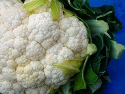 white cabbage bale