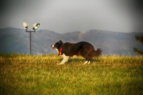 Dog Grass