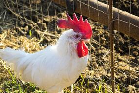 Gallo Galletto Chicken