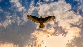 Buzzard Bird Of Prey Animal at flight