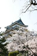 traditional house and Cherry Blossoms in Japan