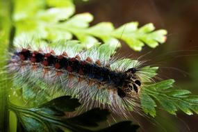 Caterpillar Gypsy insect Macro view