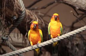 Sun Parakeet Animal Nature