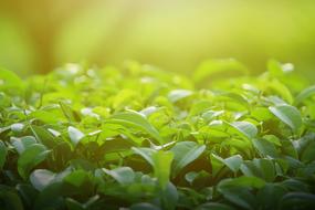 Background Green Leaves