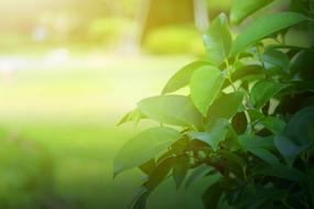 Background Green Leaves