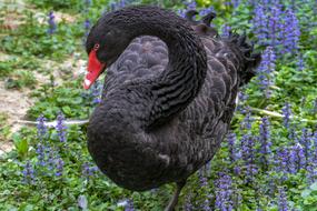 Mourning Swan Animal World Cygnus