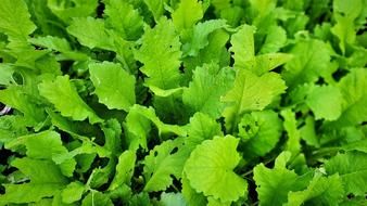 Greens Free Leaf Vegetables